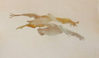 Ornithology